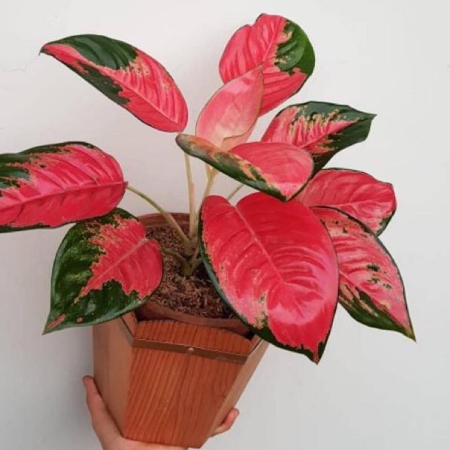 Tanaman hias aglonema Red kocin / Red kocin sumtra