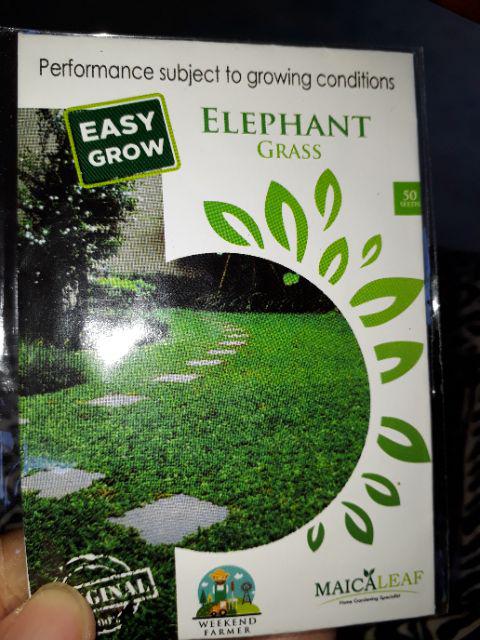 Benih Rumput Gajah Kemasan Maica Leaf