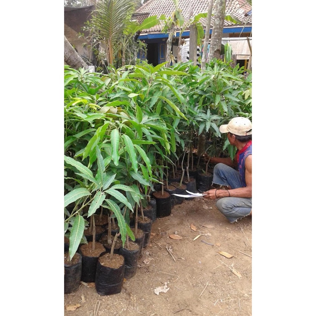 Bibit Mangga Lalijiwo dengan daging buah super lezat