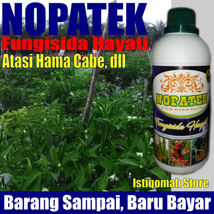 NOPATEK Fungisida Hayati Obat Layu Fusarium pada Cabe, Obat Organik Hama Fusarium Cabai Paling Ampuh