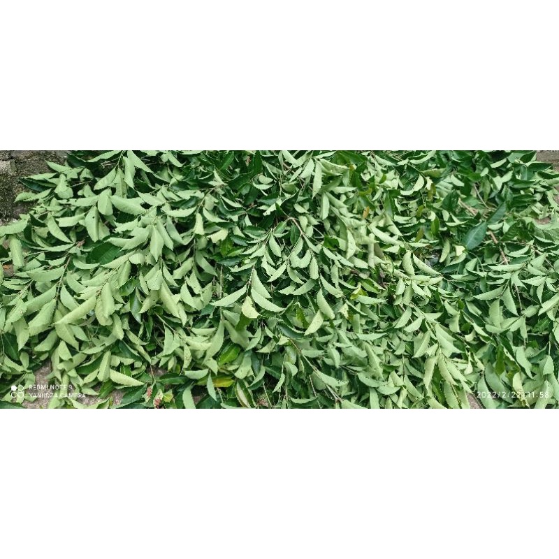

Daun Salam Kering Yanudza