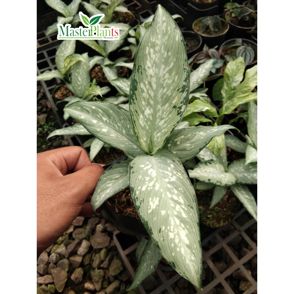 Tanaman Hias Dieffenbachia Maculata Tropical Tiki