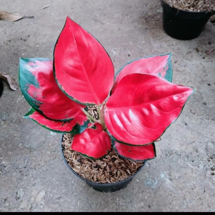 // aglonema suksom jaipong anakan