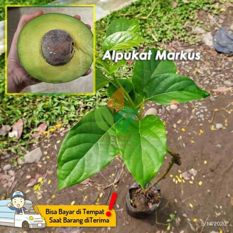 Alpukat Markus jumbo