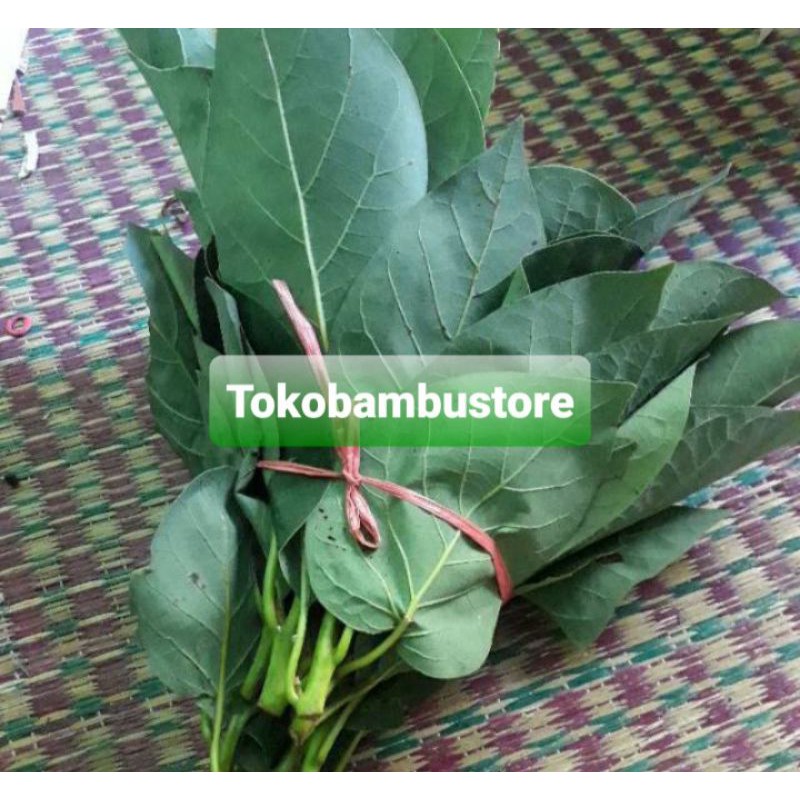 

Daun alpukat segar 500 gram / daun buah alpukat segar-az