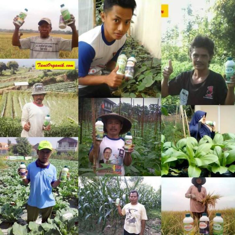 Nopatek fungisida hayati obat Mengatasi Penyakit Patek Tanaman Cabe