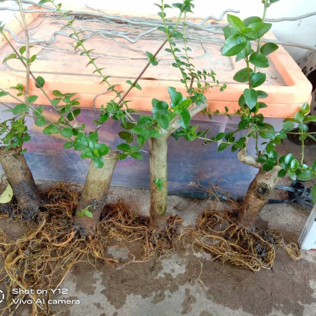 bahan bonsai mame sancang