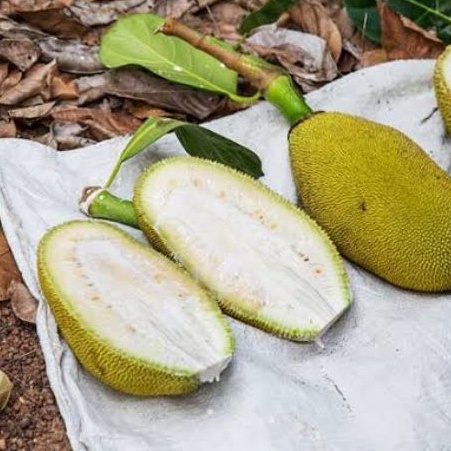 

Nangka Muda 500gr - 1kg/ Nangka Sayur Bersih Segar