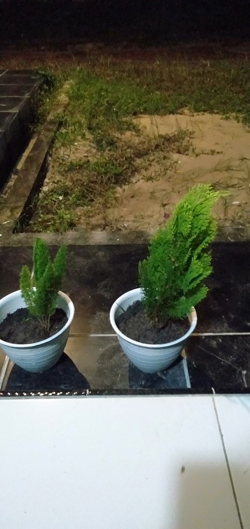 Tanaman Hias Asparagus Densiflorus Atau Ekor Tupai Murah