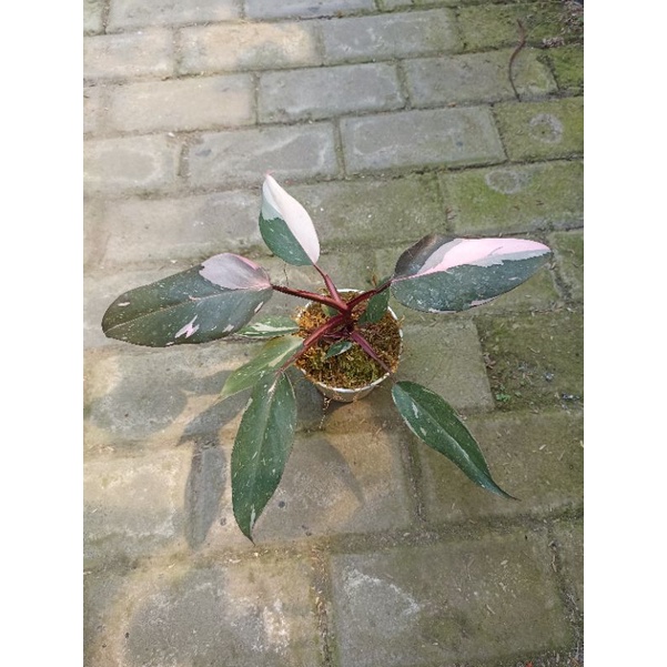 phillodendron pink princess/bunga hias/tanaman hias/princess pink/phillo dendron