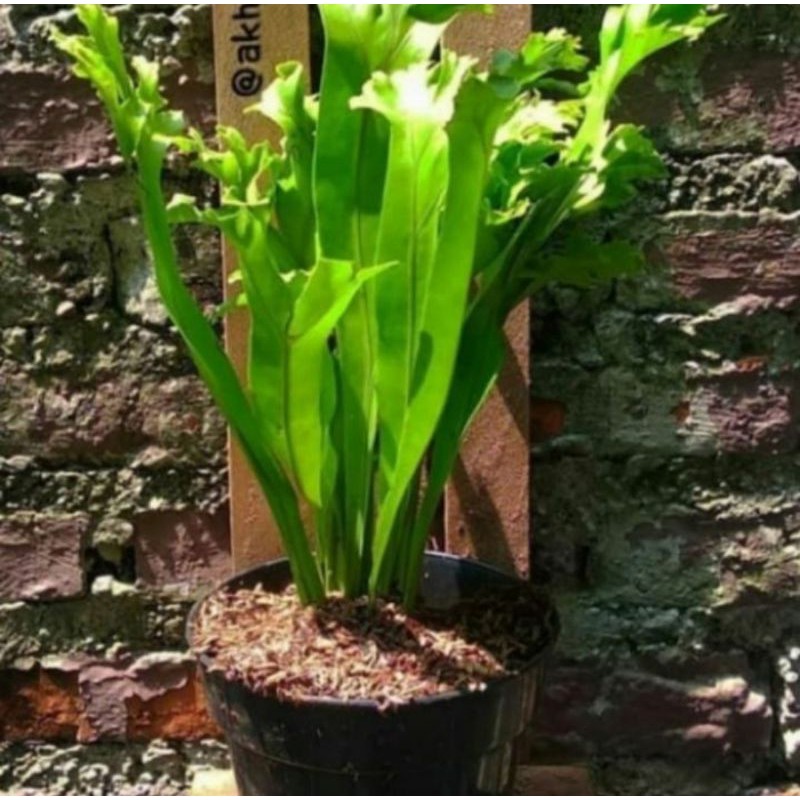 Pohon Kadaka Tanduk Rusa Tanaman Hias Kadaka Tanduk Rusa