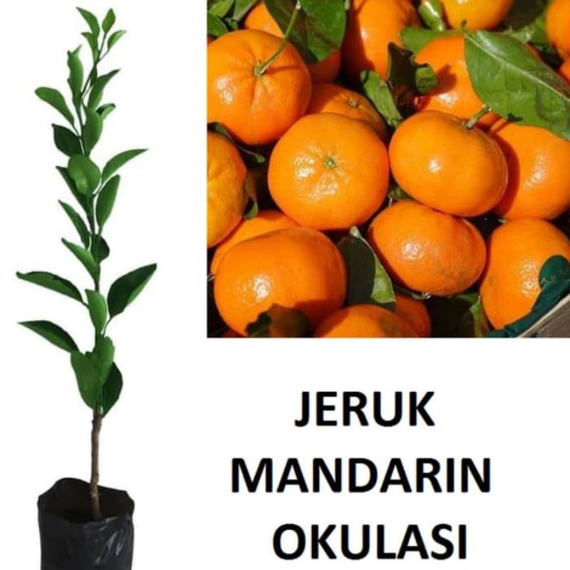 Bibit Jeruk Mandarin Tanaman Jeruk Mandarin Pohon Jeruk
