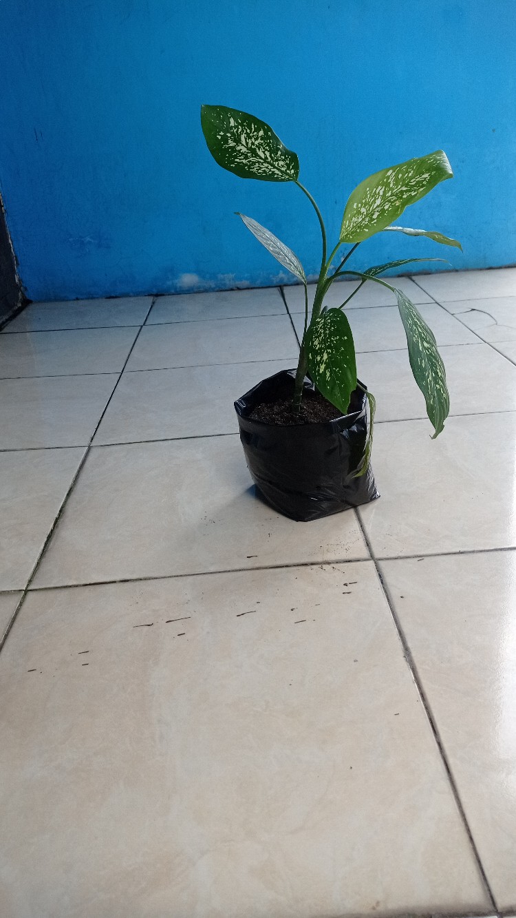 Aglonema Blanceng  Sri Rejeki Tabur Beras