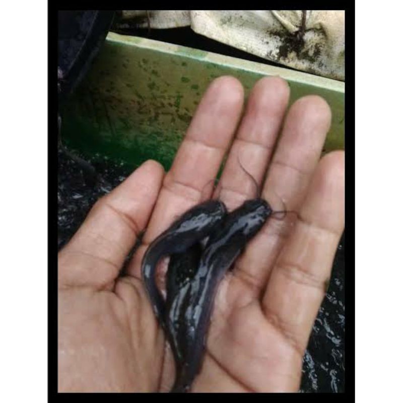 bibit lele 6 7cm sangkuriang