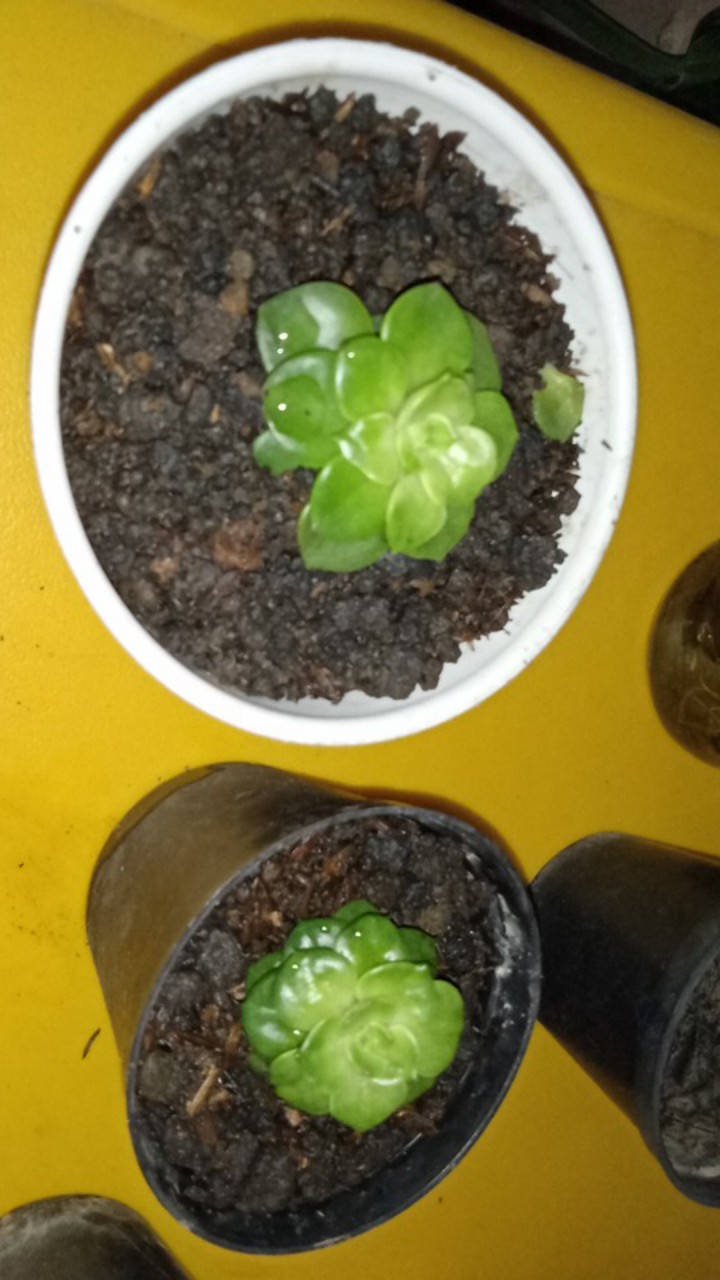 Sukulen Dan Kaktus Mini (echeveria ‘green Prince’)