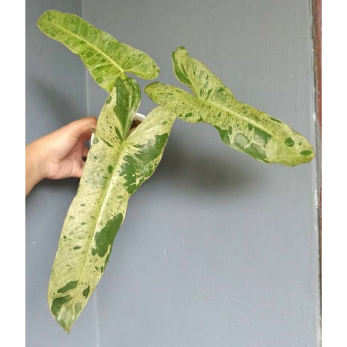 philodendron Paradiso verde varigata 3 daun remaja#philodendronparaisoverdemurah