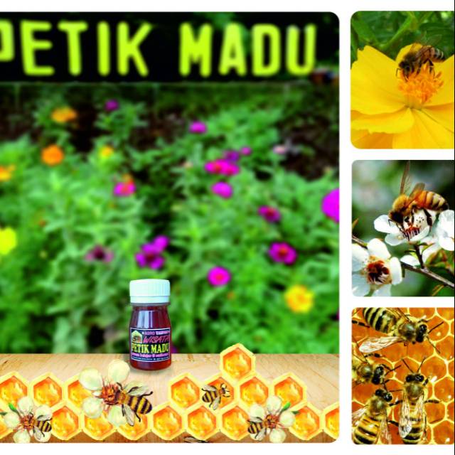 

Madu Murni buat Souvernir netto 55gram