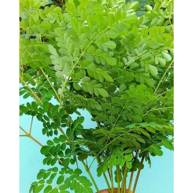 

DAUN KELOR/SAYURAN SEGAR