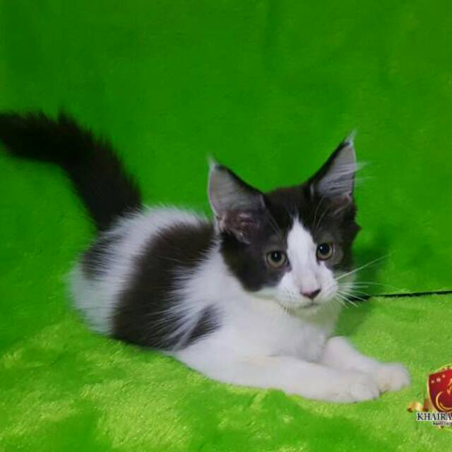 Kucing Kitten Mainecoon Pedigree CFA Jantan