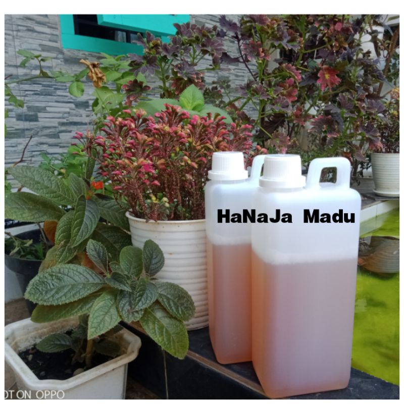 

Madu kapuk randu asli 1kg
