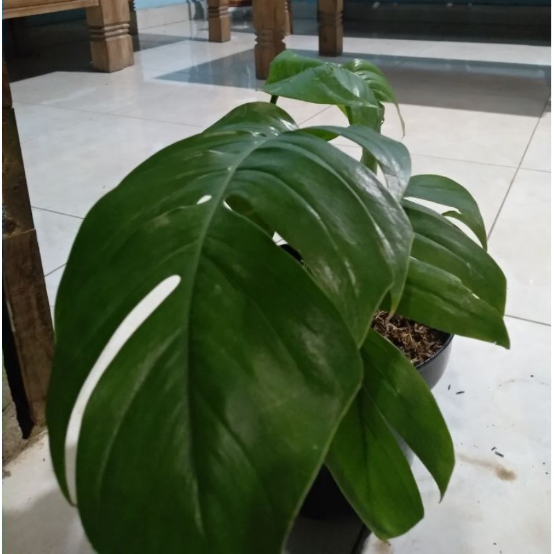 Monstera Ekor Naga