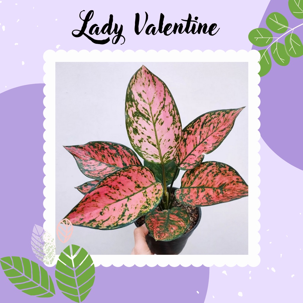 Ready Tanaman Hias Lady Valentine Aglaonema Aglonema Lady Valentine Anakan Remaja