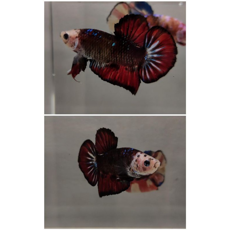 Cupang Black Koi monkey face