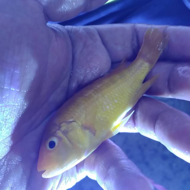 

Lemon Cichlid Big Size