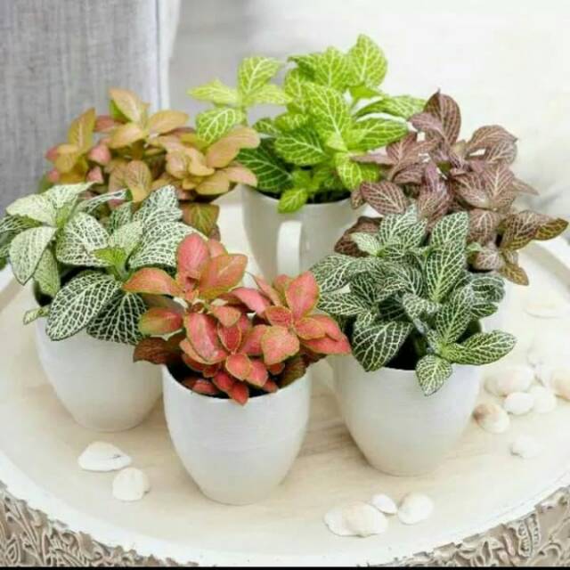 6pcs paket hemat fitonia/fitonia -merah-hijau-ungu-pink muda-hijau muda
