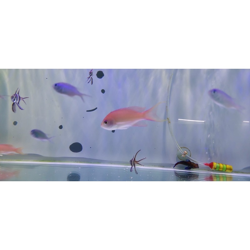 Ikan Hias Air Laut Anthias Rainbow