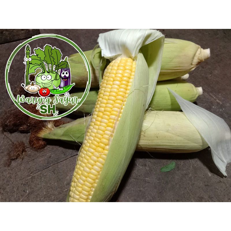 

Jagung Manis 1 pcs