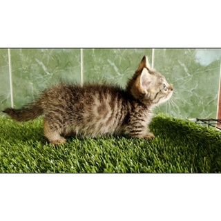 Jual KUCING CEBOL KUCING MUNCHKIN KUCING PERSIA ANAK KUCING KUCING
