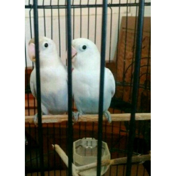 burung lovebird pastel biru sepasang