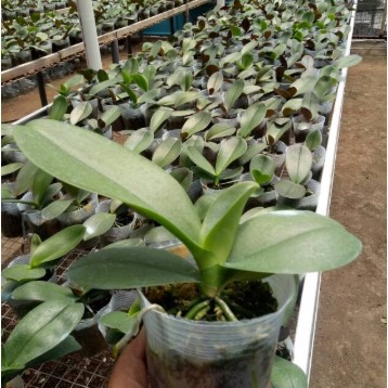 BIBIT ANGGREK BULAN TAIWAN SUPER