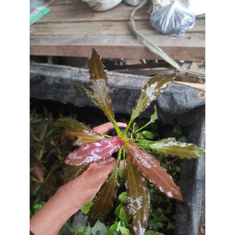 echinodorus red special tanaman aquascape aquarium