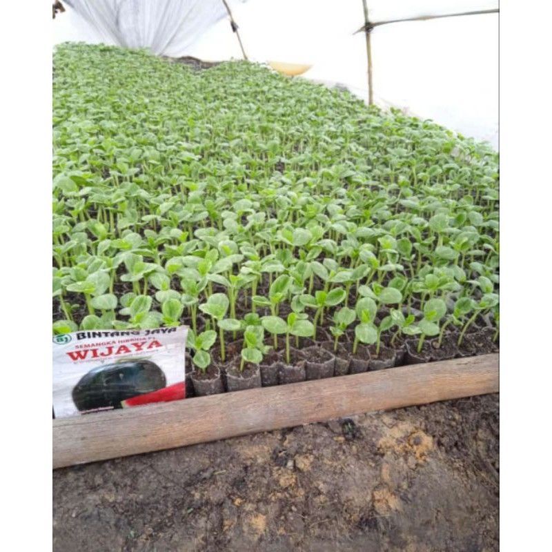 BENIH SEMANGKA UNGGUL NON BULAT WIJAYA F1
