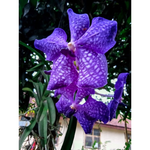 Anggrek Vanda Dewasa