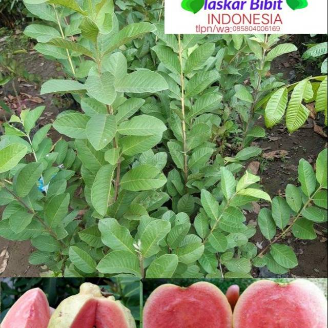 

Bibit jambu mbangkok merah