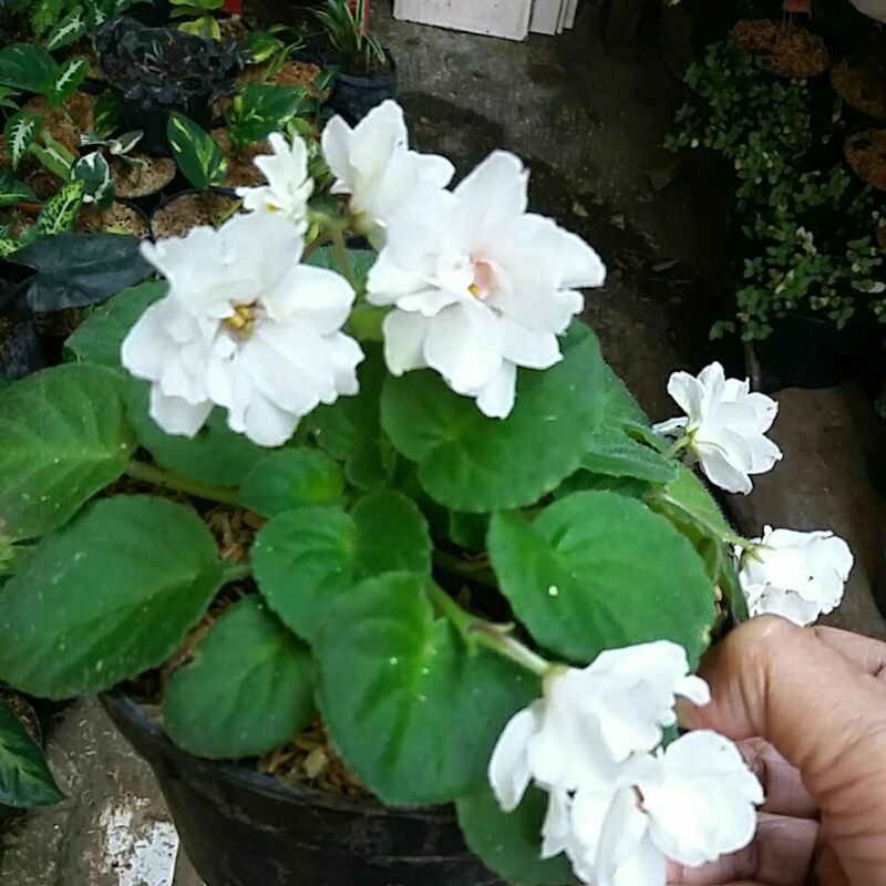 Violces putih  -  merah maron - ungu - pink -  violet mawar