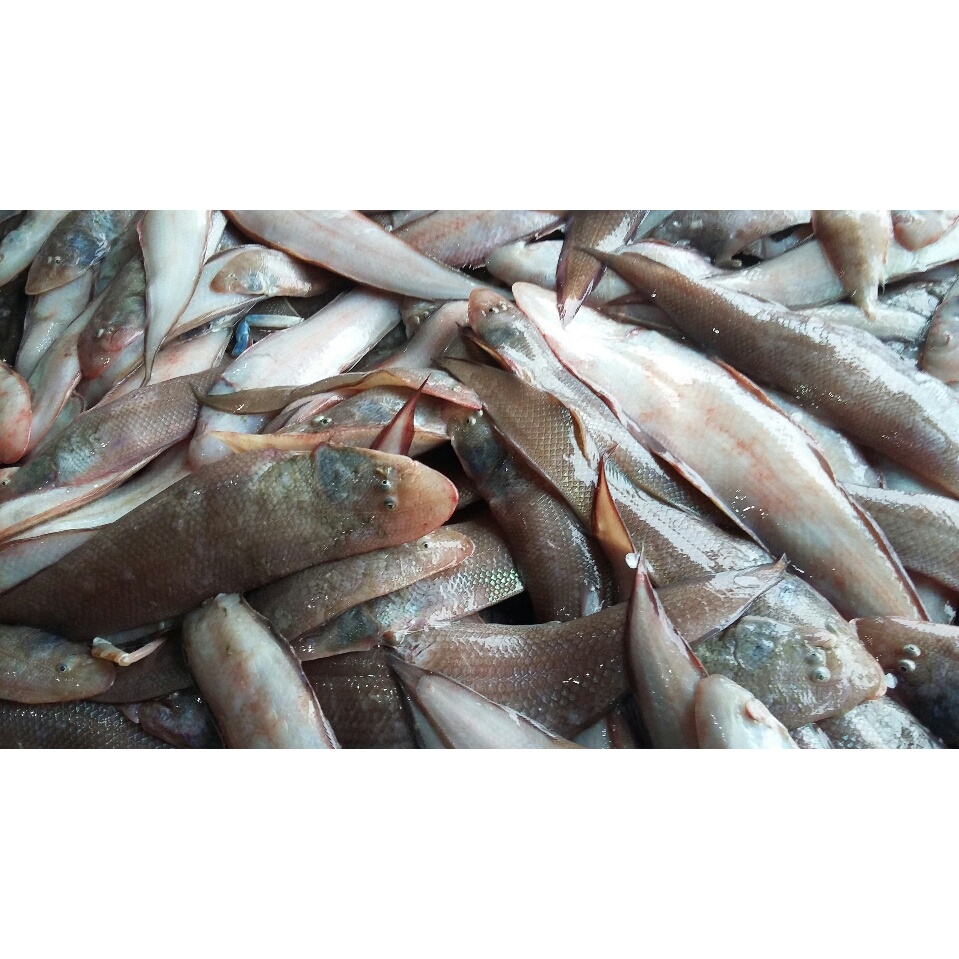 

Ikan Lidah