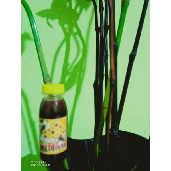 

madusehat