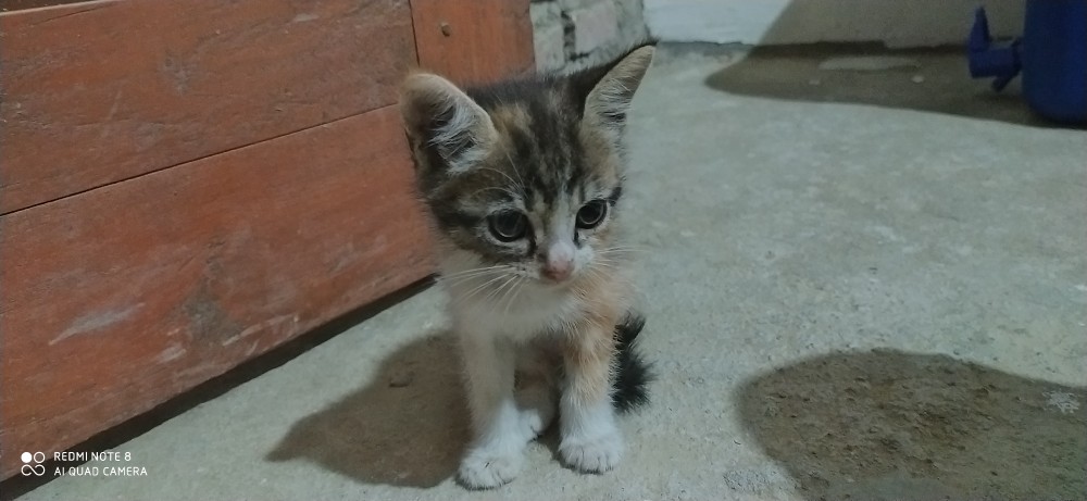 Batik Kalongan | Gamis Batik Best Seller Terlaris Motif Unggul Jaya