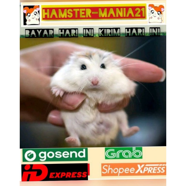 Hamster roborovsky white face (Kirim sejawa barat)