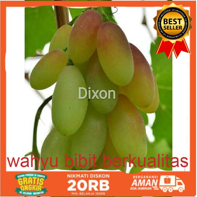 bibit anggur dixon