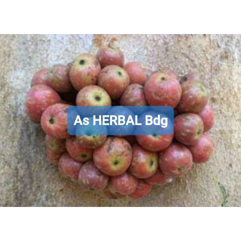 

Buah Gondang atau Buah Kondang segar 1 Kg-az
