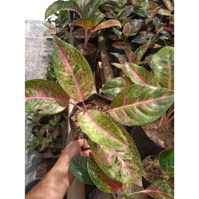 Aglonema Bigroy Mutasi