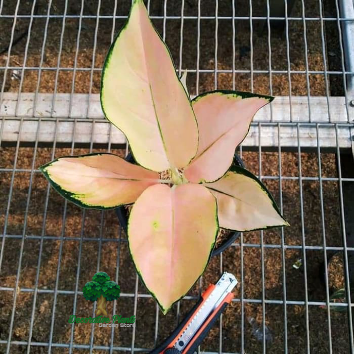 Tanaman hias aglonema khocin sutra-aglonema khocin sutra