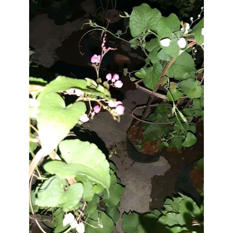 bibit air mata pengantin