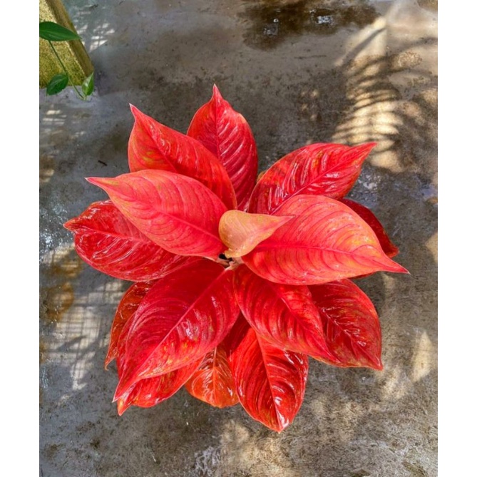 Aglonema Seksy Pink Full Mutasi | Bunga Aglonema Seksy Pink Import Bunga Hias Hidup Remaja