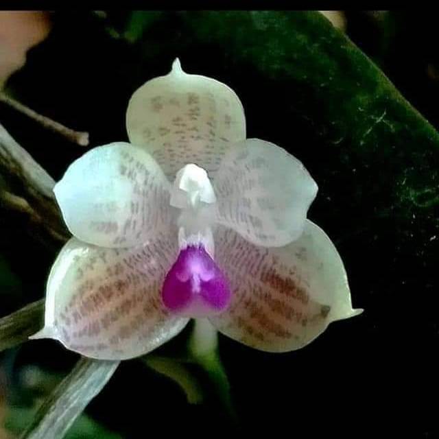 Anggrek spesies phalaenopsis javanica remaja